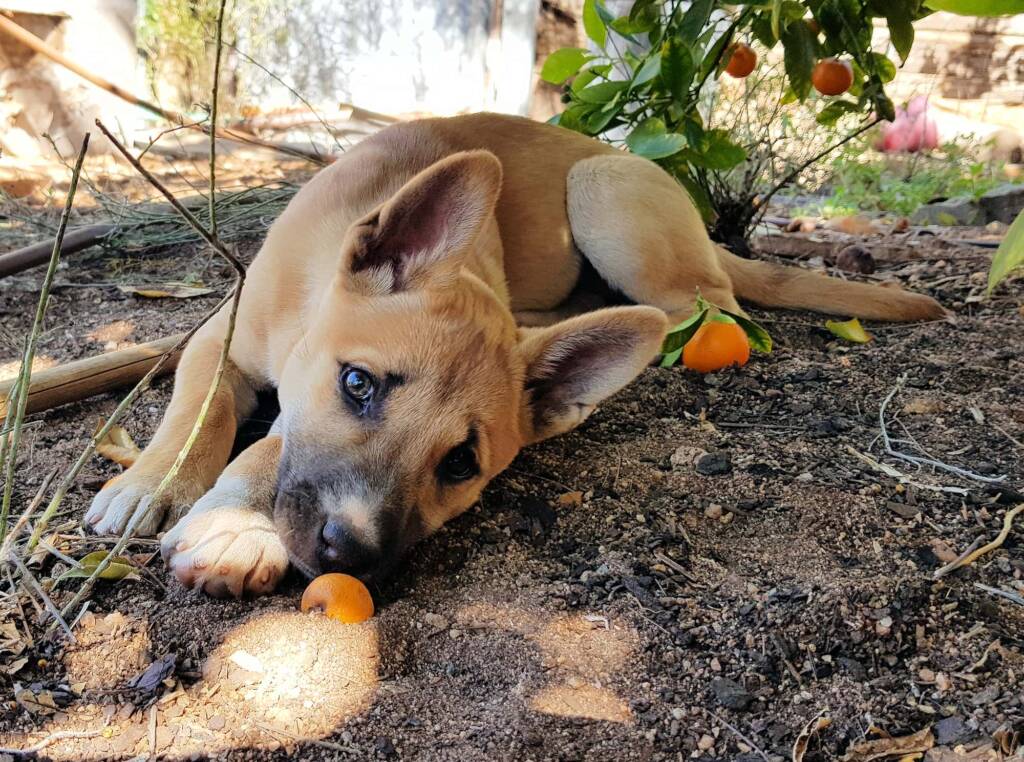 Dingo pup (Canis dingo), Alice Springs, NT