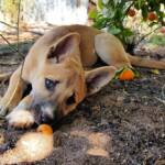 Dingo pup (Canis dingo), Alice Springs, NT