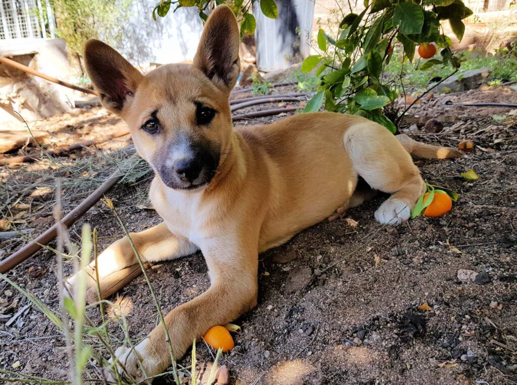 Dingo pup (Canis dingo), Alice Springs, NT
