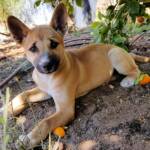 Dingo pup (Canis dingo), Alice Springs, NT