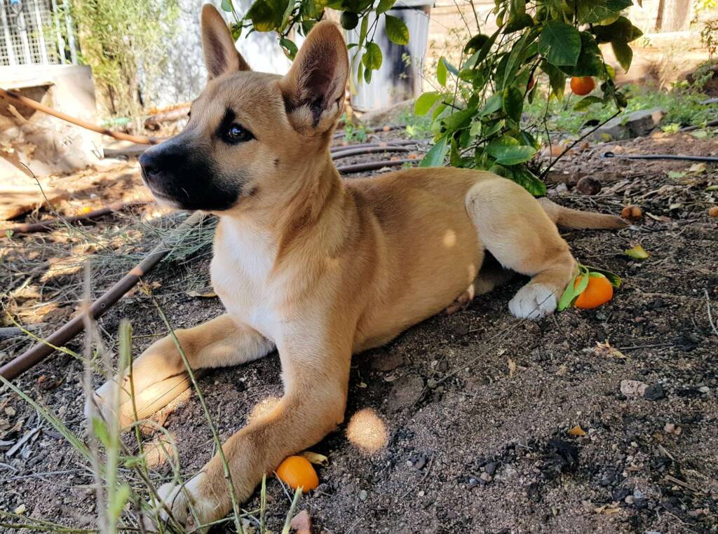 Dingo pup (Canis dingo), Alice Springs, NT