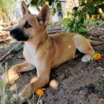 Dingo pup (Canis dingo), Alice Springs, NT