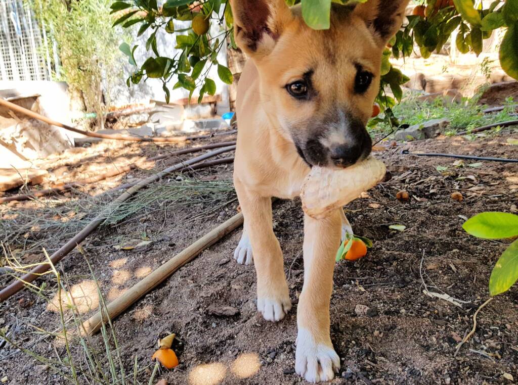 Dingo pup (Canis dingo), Alice Springs, NT