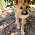 Dingo pup (Canis dingo), Alice Springs, NT