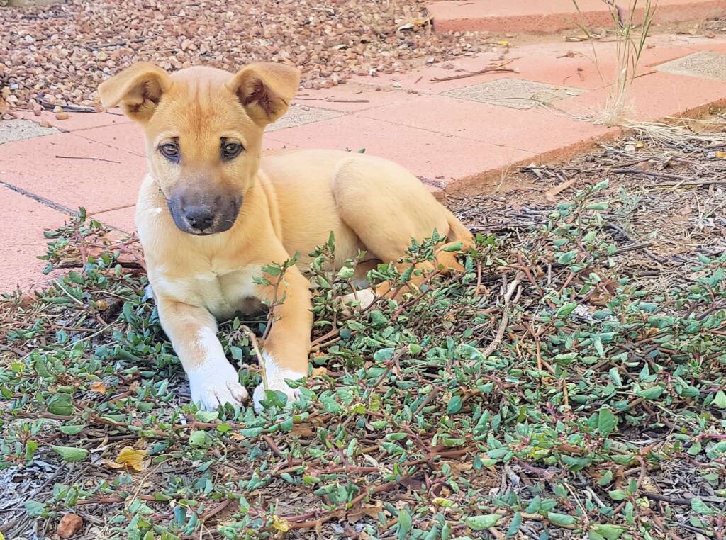 Dingo pup (Canis dingo), Alice Springs, NT
