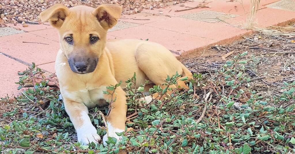 Dingo pup (Canis dingo), Alice Springs, NT
