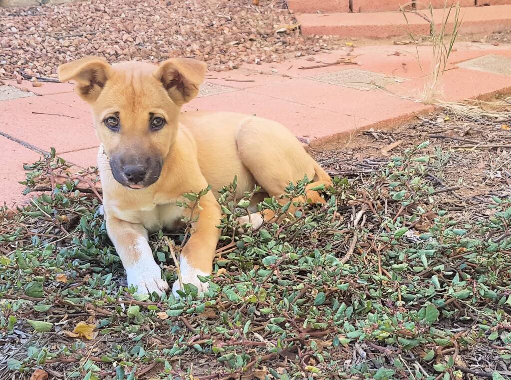 Dingo pup (Canis dingo), Alice Springs, NT