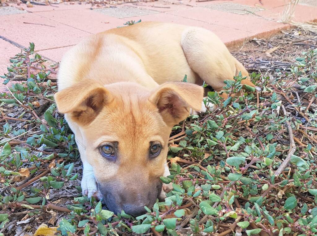 Dingo pup (Canis dingo), Alice Springs, NT