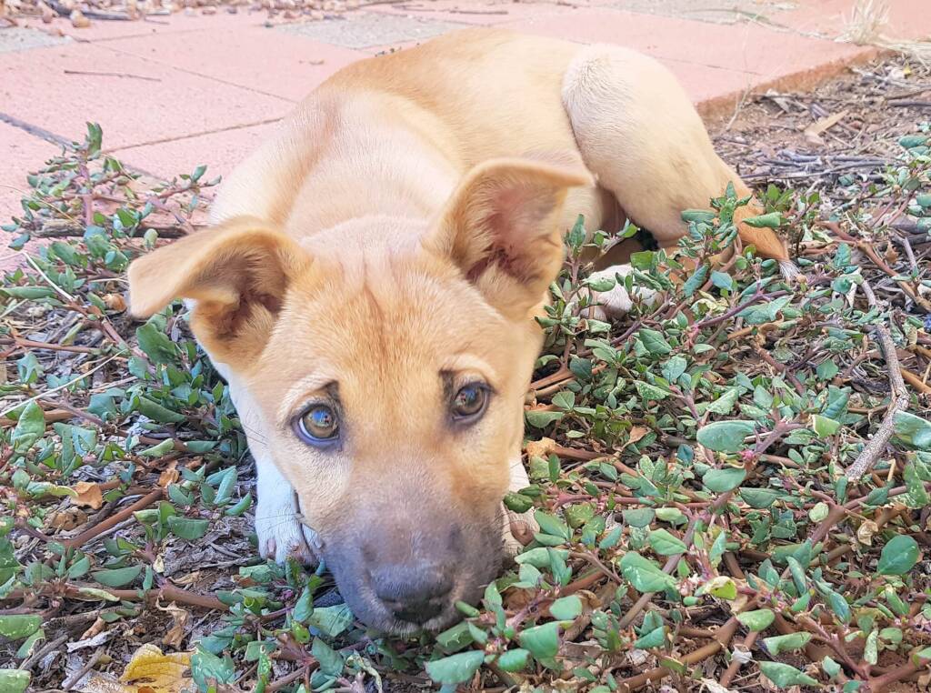 Dingo pup (Canis dingo), Alice Springs, NT