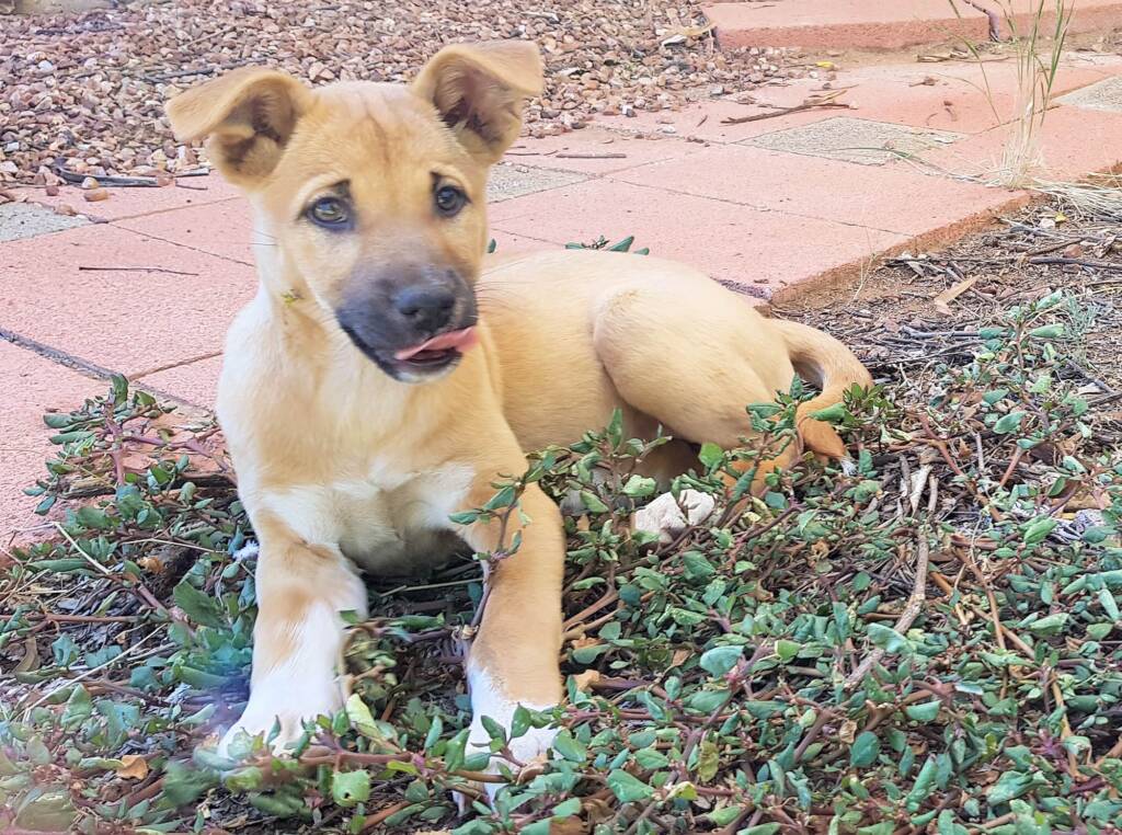 Dingo pup (Canis dingo), Alice Springs, NT