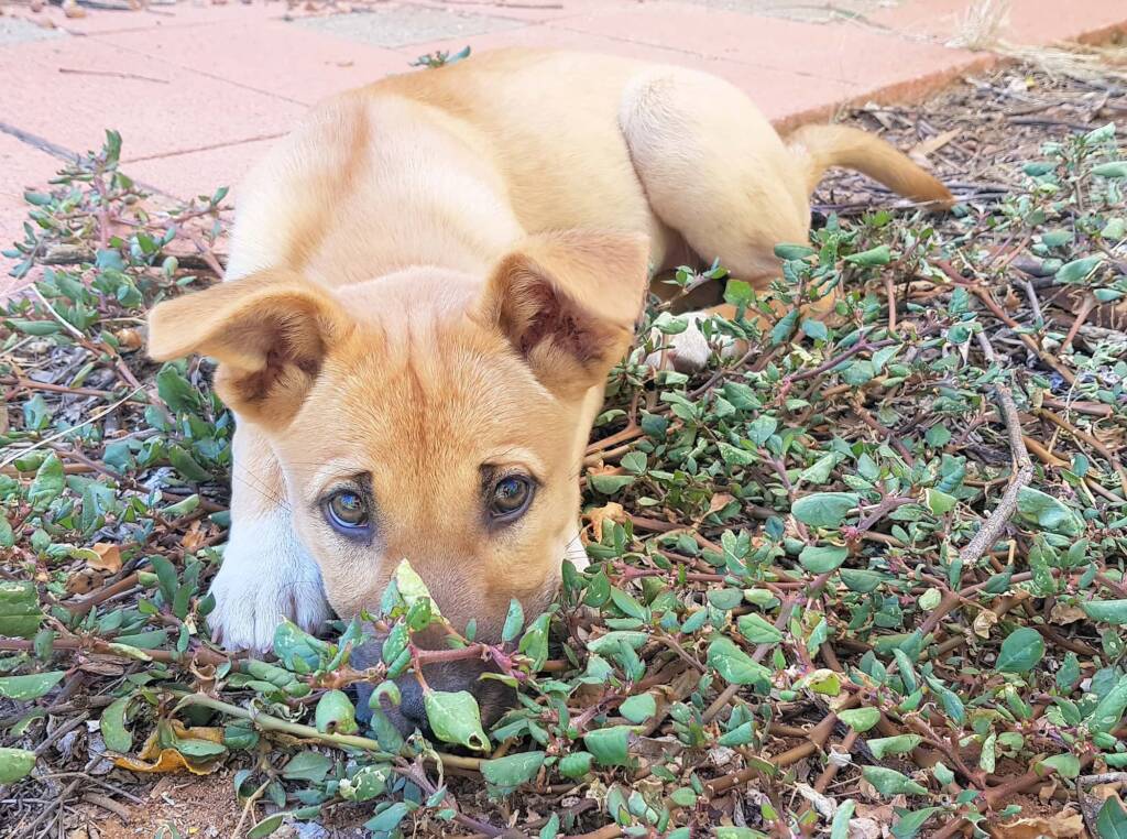Dingo pup (Canis dingo), Alice Springs, NT