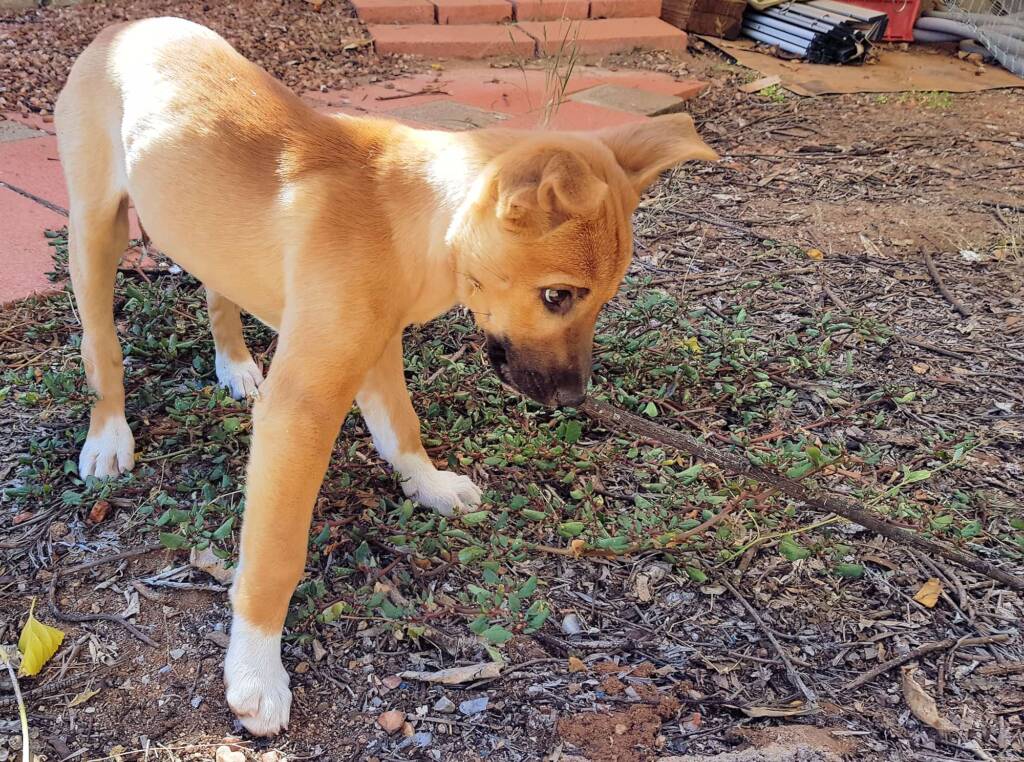 Dingo pup (Canis dingo), Alice Springs, NT