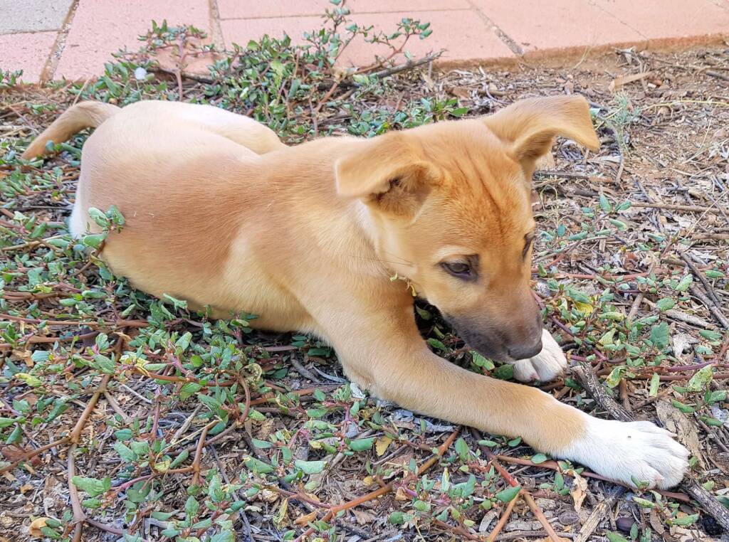 Dingo pup (Canis dingo), Alice Springs, NT