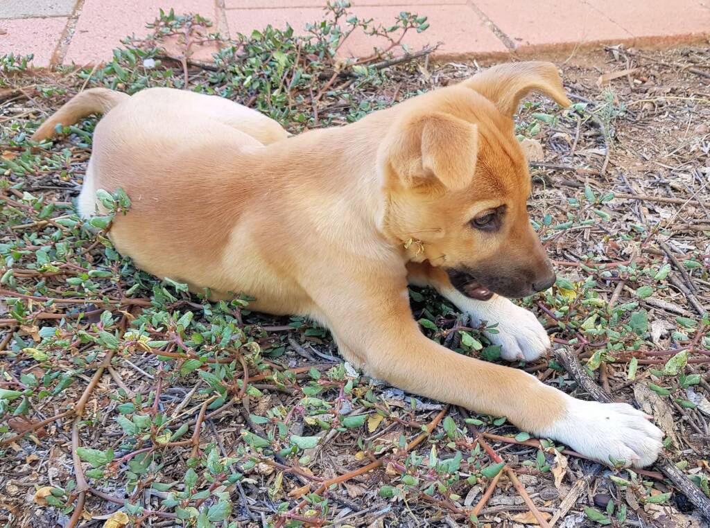 Dingo pup (Canis dingo), Alice Springs, NT