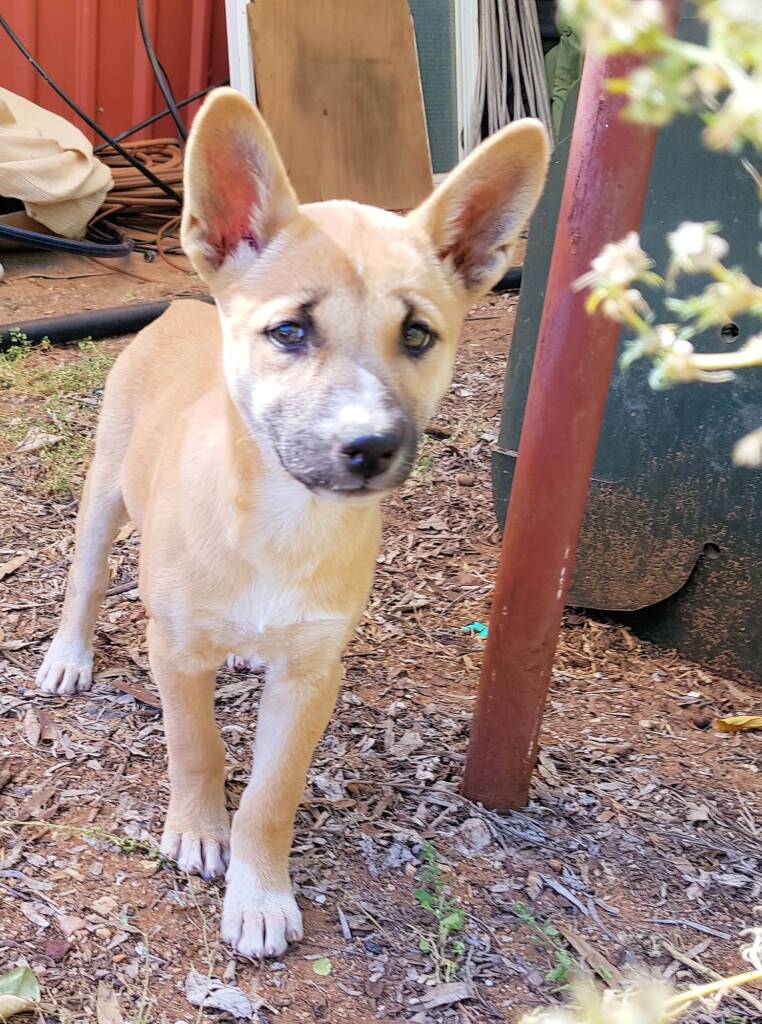 Dingo pup (Canis dingo), Alice Springs, NT