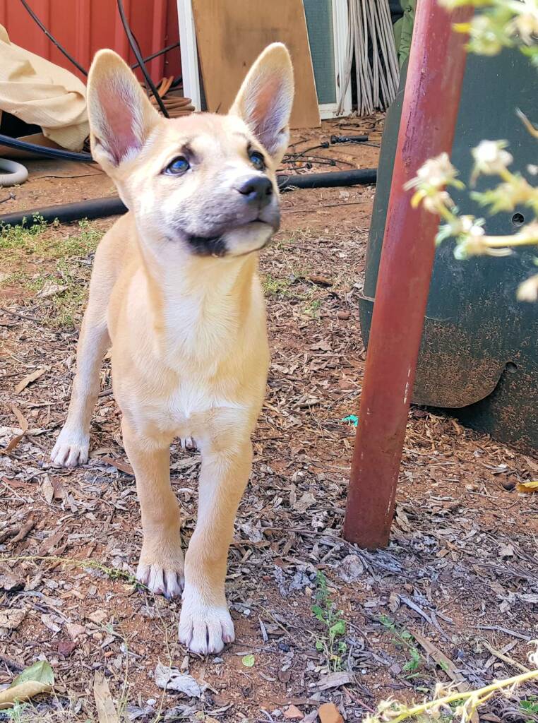 Dingo pup (Canis dingo), Alice Springs, NT
