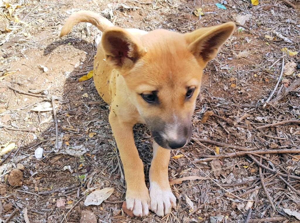Dingo pup (Canis dingo), Alice Springs, NT