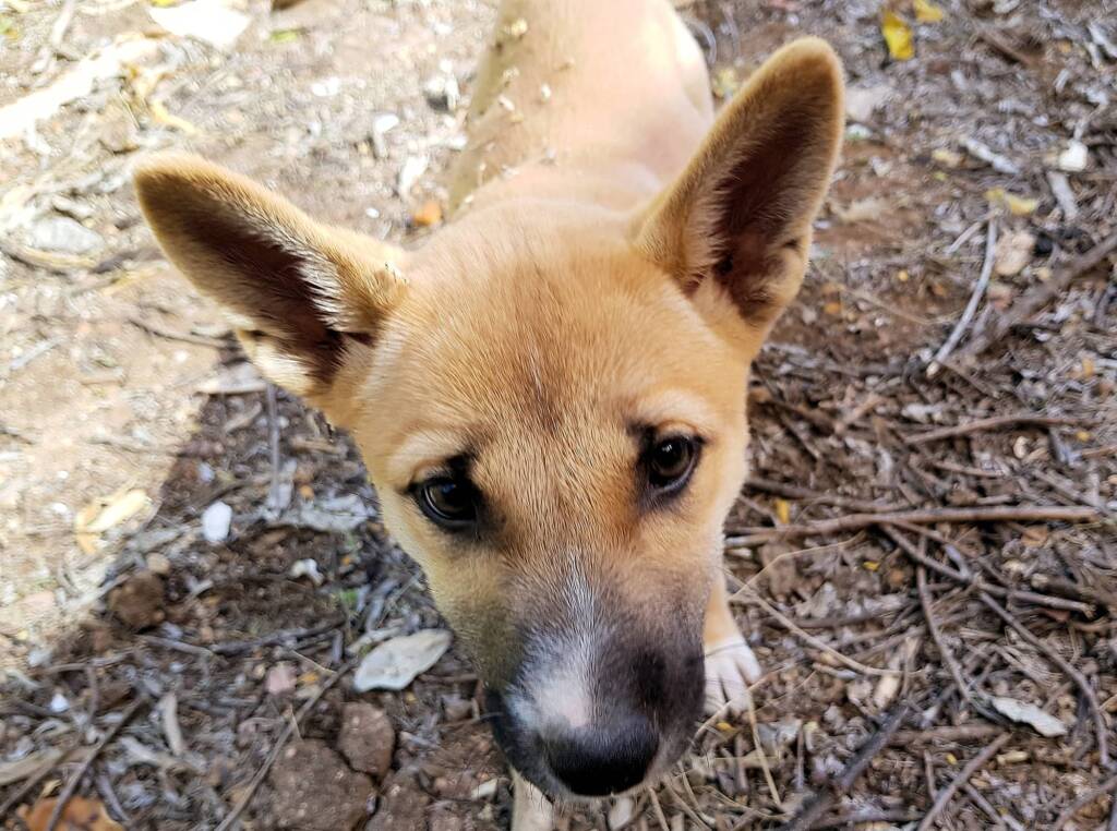 Dingo pup (Canis dingo), Alice Springs, NT