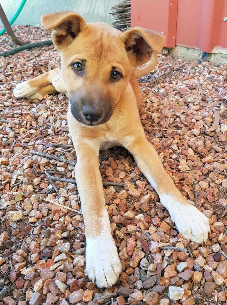 Dingo pup (Canis dingo), Alice Springs, NT