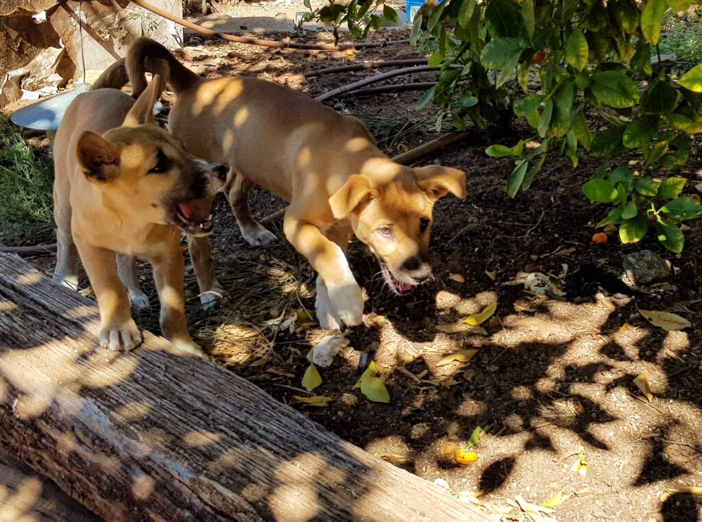 Dingo pups (Canis dingo), Alice Springs, NT