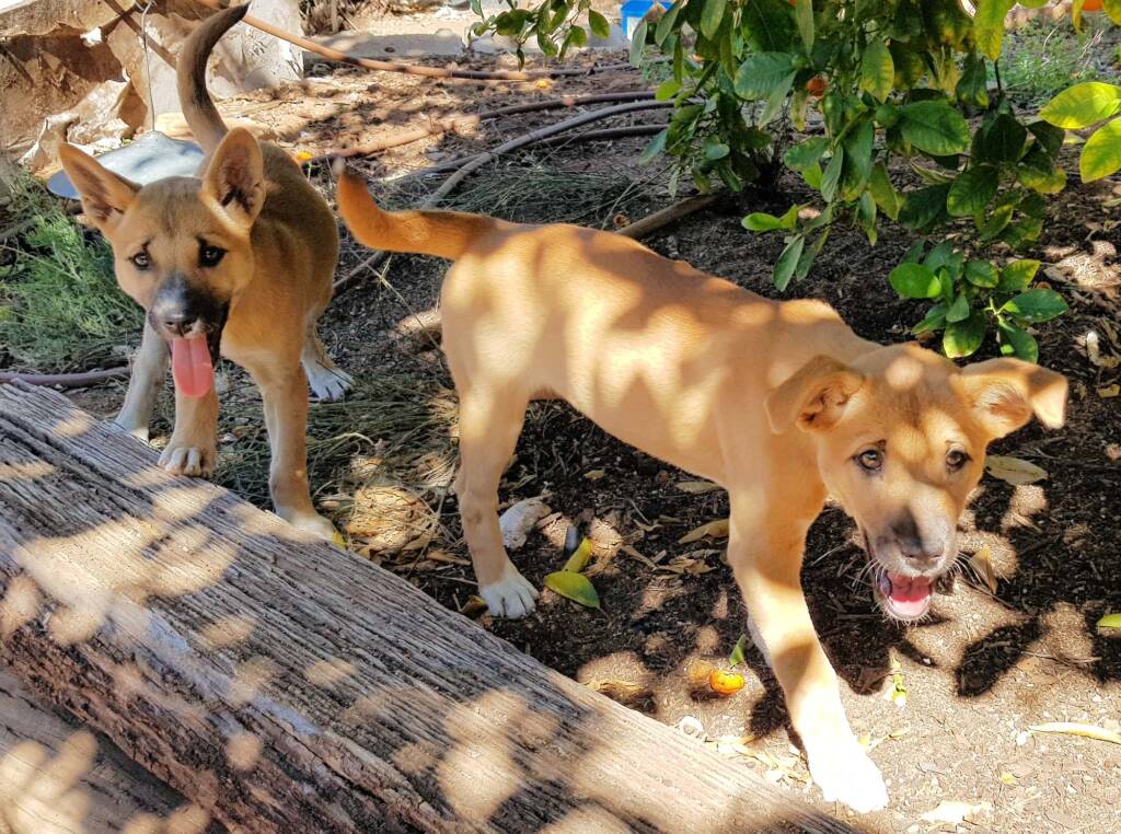 Dingo pups (Canis dingo), Alice Springs, NT