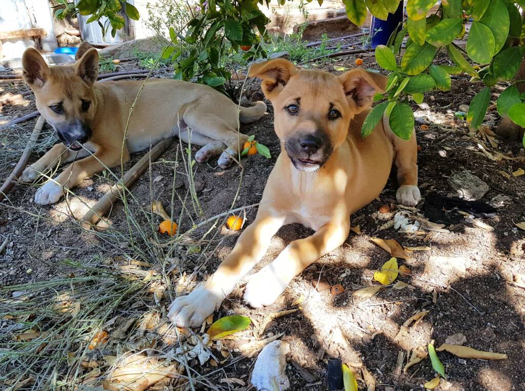 Dingo pups (Canis dingo), Alice Springs, NT