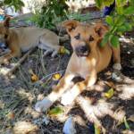 Dingo pups (Canis dingo), Alice Springs, NT
