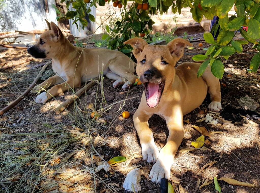 Dingo pups (Canis dingo), Alice Springs, NT
