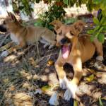 Dingo pups (Canis dingo), Alice Springs, NT