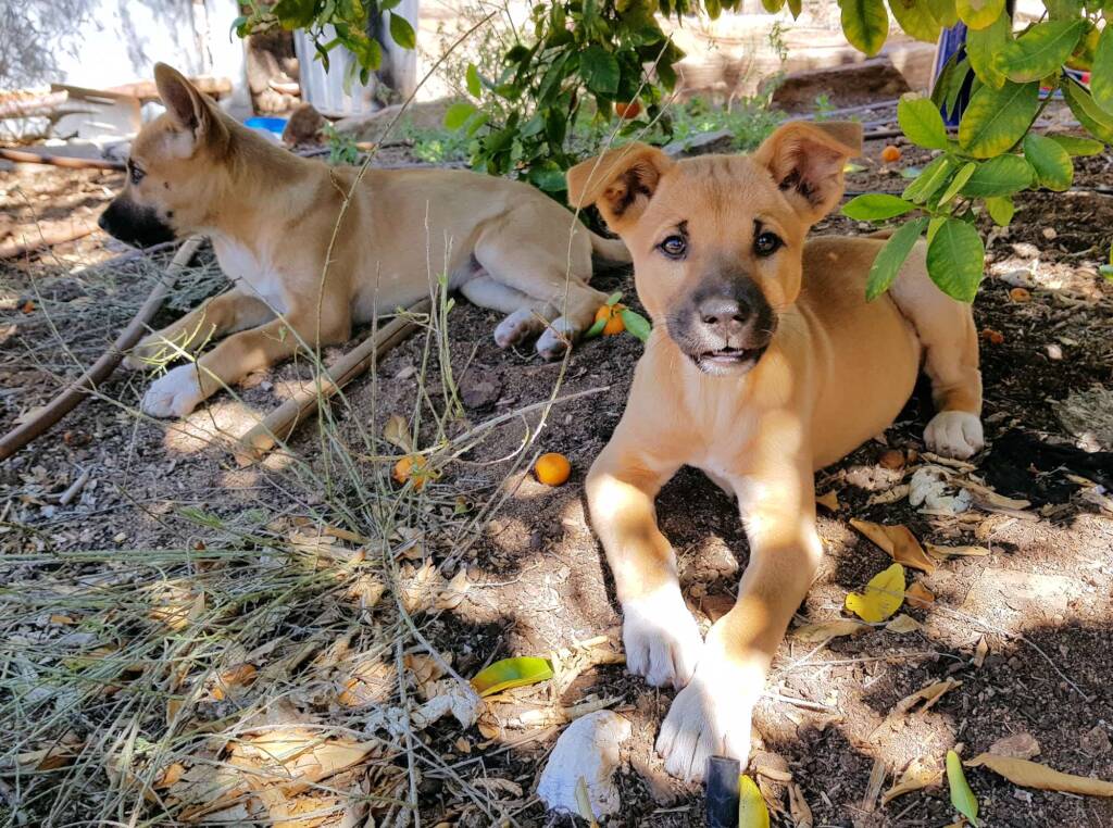 Dingo pups (Canis dingo), Alice Springs, NT
