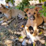Dingo pups (Canis dingo), Alice Springs, NT