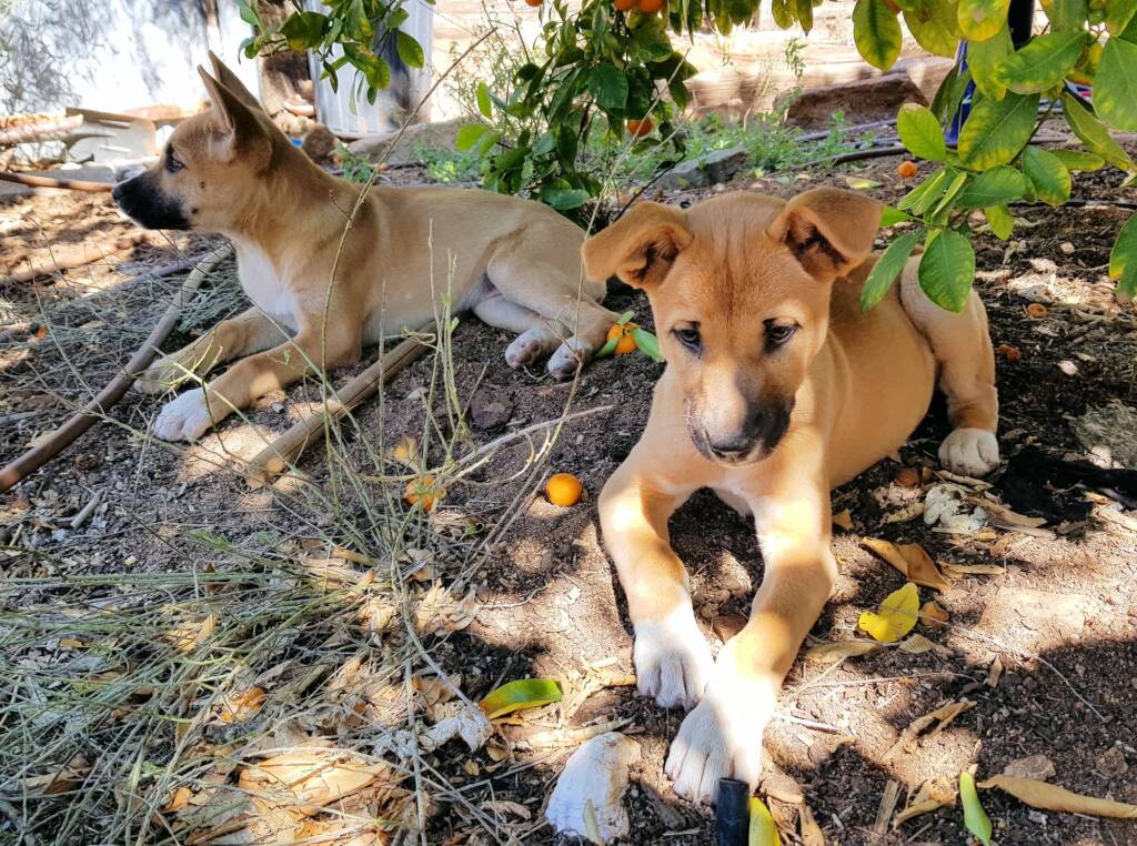Dingo pups (Canis dingo), Alice Springs, NT