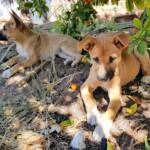 Dingo pups (Canis dingo), Alice Springs, NT