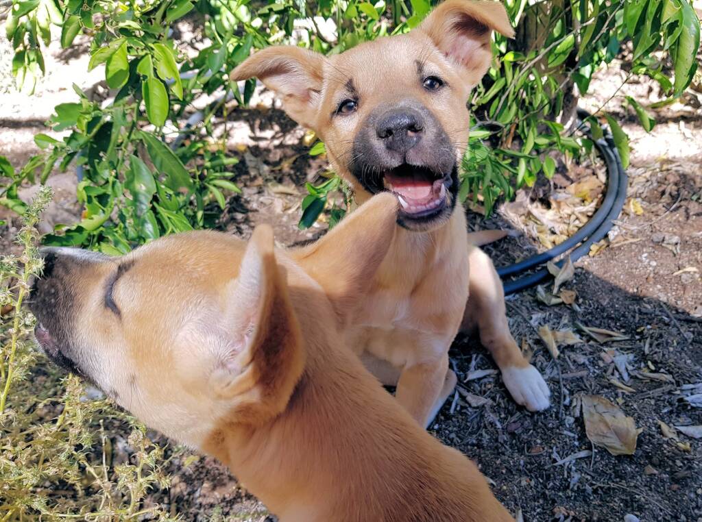 Dingo pups (Canis dingo), Alice Springs, NT