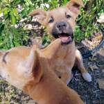 Dingo pups (Canis dingo), Alice Springs, NT