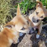 Dingo pups (Canis dingo), Alice Springs, NT
