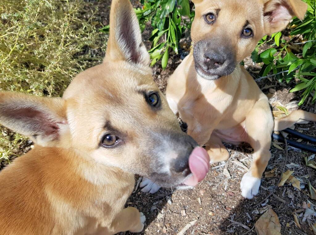 Dingo pups (Canis dingo), Alice Springs, NT