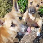 Dingo pups (Canis dingo), Alice Springs, NT