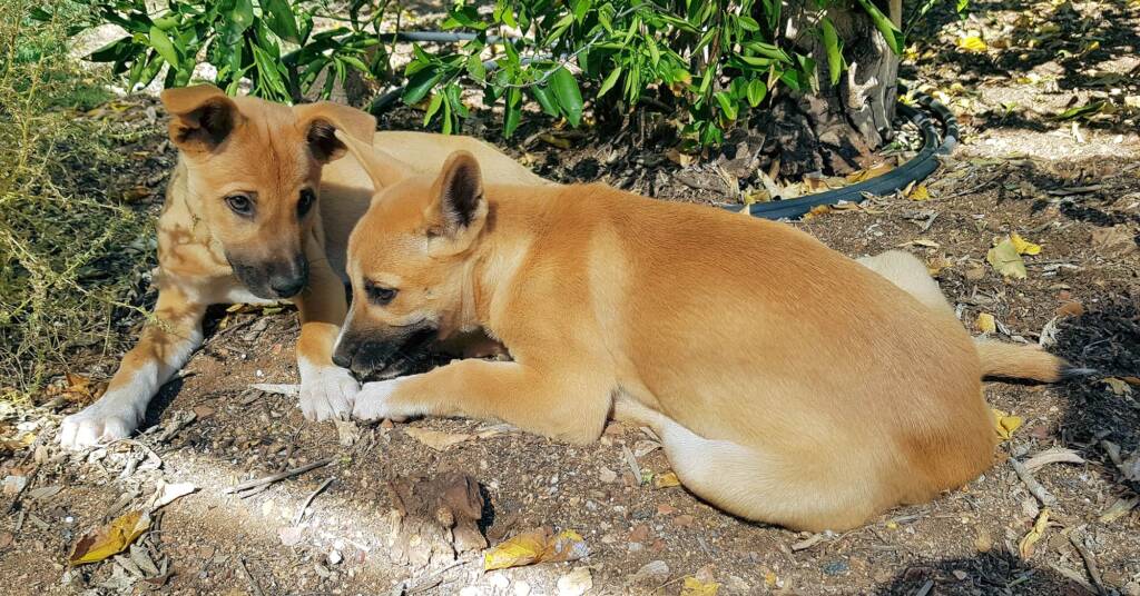 Dingo pups (Canis dingo), Alice Springs, NT
