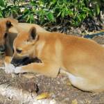 Dingo pups (Canis dingo), Alice Springs, NT