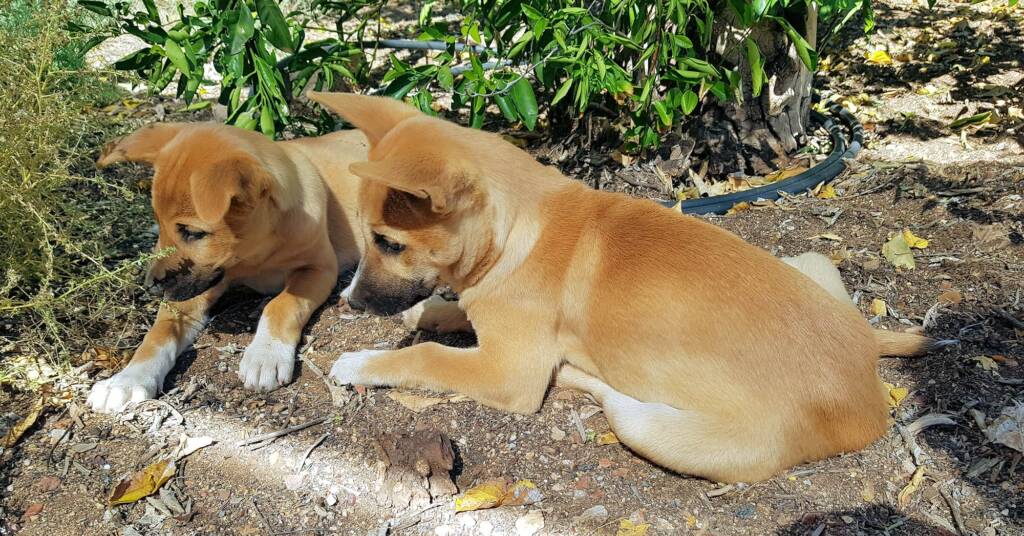 Dingo pups (Canis dingo), Alice Springs, NT