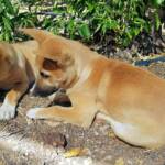 Dingo pups (Canis dingo), Alice Springs, NT
