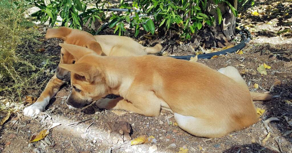 Dingo pups (Canis dingo), Alice Springs, NT