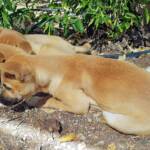 Dingo pups (Canis dingo), Alice Springs, NT