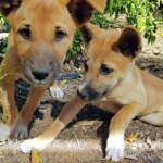 Dingo pups (Canis dingo), Alice Springs, NT