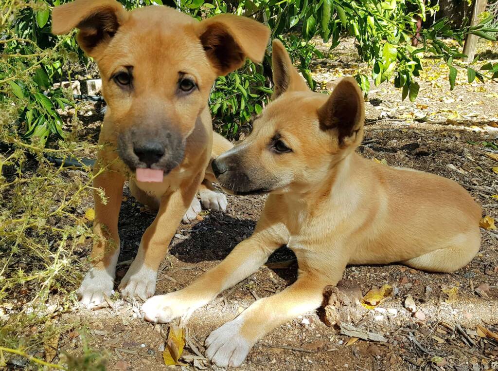 Dingo pups (Canis dingo), Alice Springs, NT