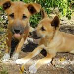 Dingo pups (Canis dingo), Alice Springs, NT
