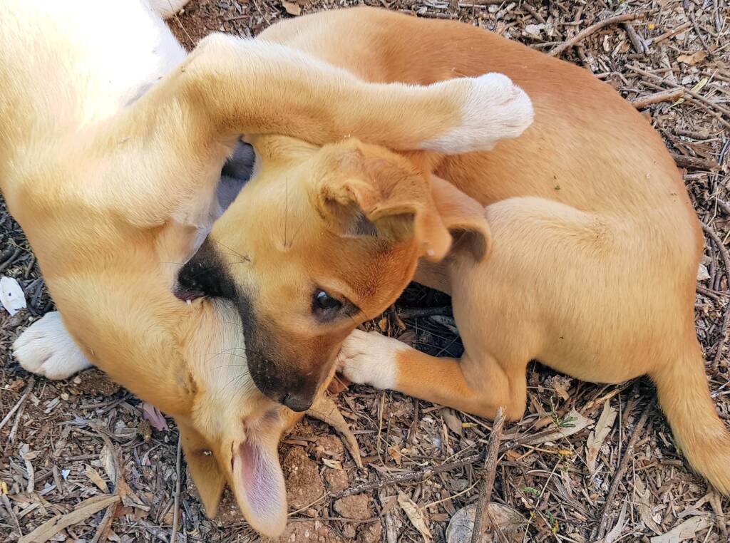 Dingo pups (Canis dingo), Alice Springs, NT