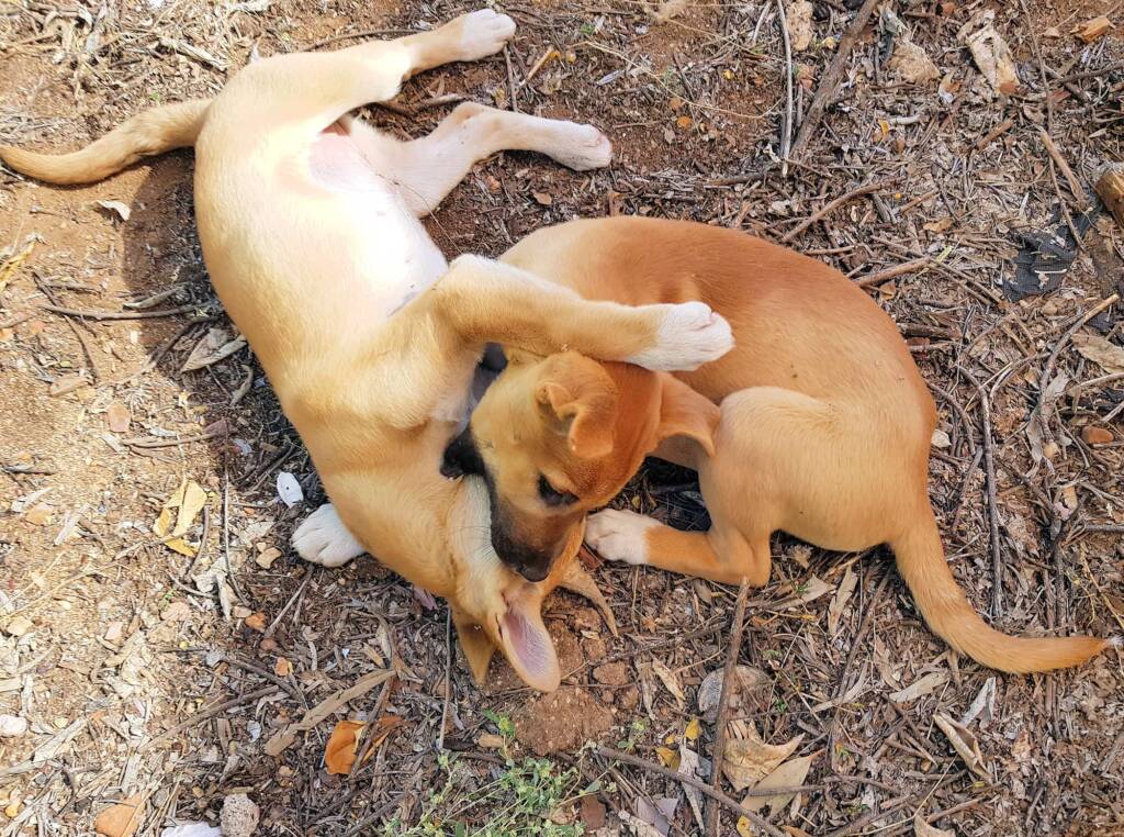 Dingo pups (Canis dingo), Alice Springs, NT