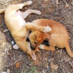 Dingo pups (Canis dingo), Alice Springs, NT